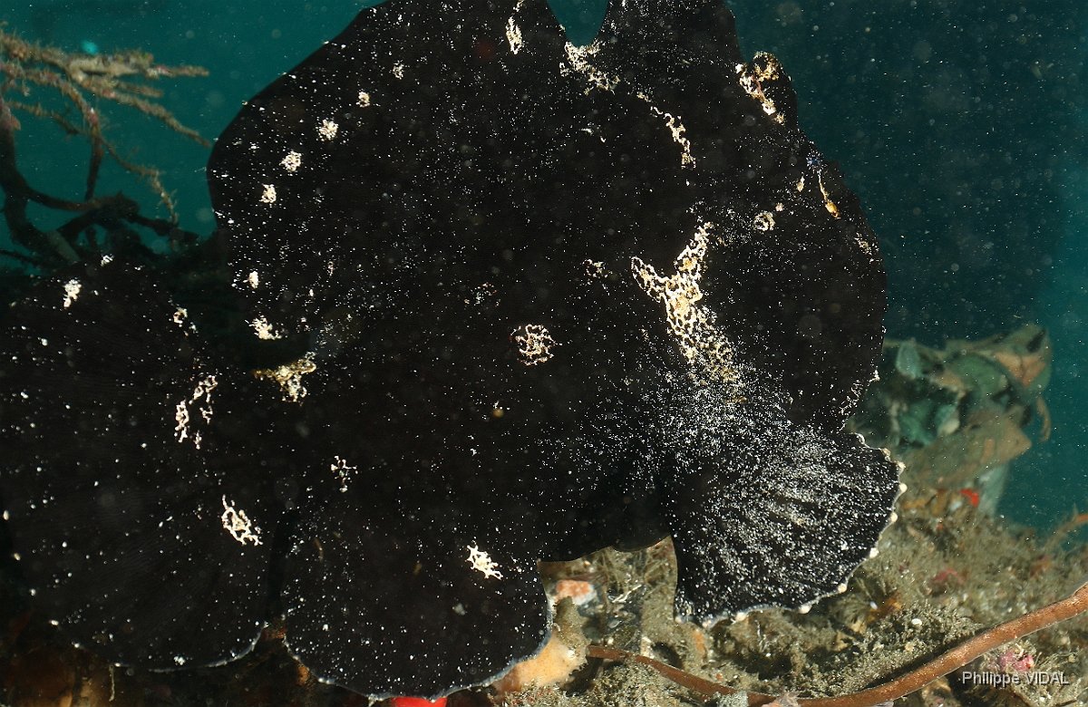 Bali 2016 - Painted frogfish - Antenaire peint - Antennarius pictus - IMG_6147_rc.jpg